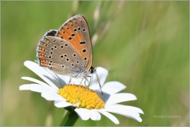<p>OHNIVÁČEK MODROLEMÝ (Lycaena hippothoe) Šluknovsko - Kunratice u Šluknova ---- /Purple-edged copper - Lilagold-Feuerfalter/</p>